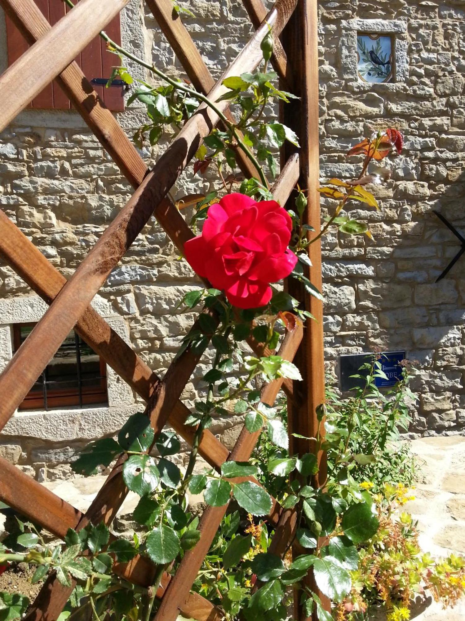 Al Merlo Olivo, Rural Istrian House Buje Εξωτερικό φωτογραφία