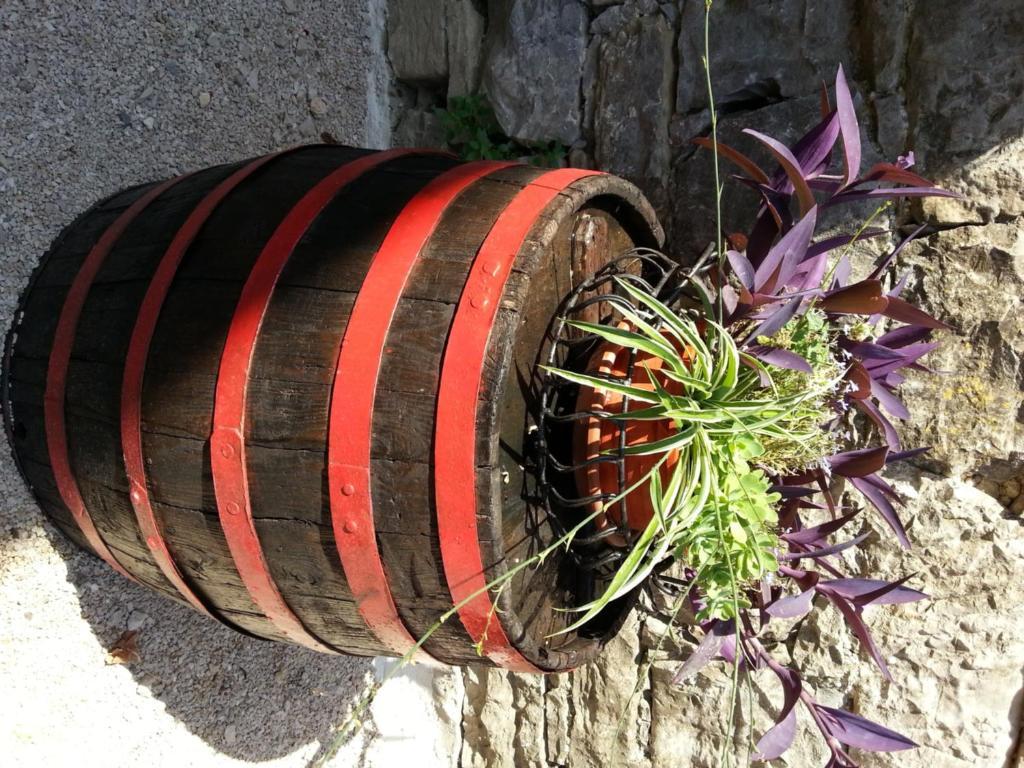 Al Merlo Olivo, Rural Istrian House Buje Εξωτερικό φωτογραφία