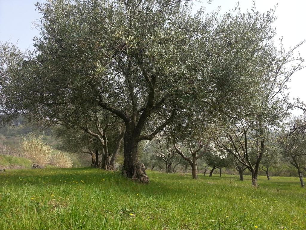 Al Merlo Olivo, Rural Istrian House Buje Εξωτερικό φωτογραφία