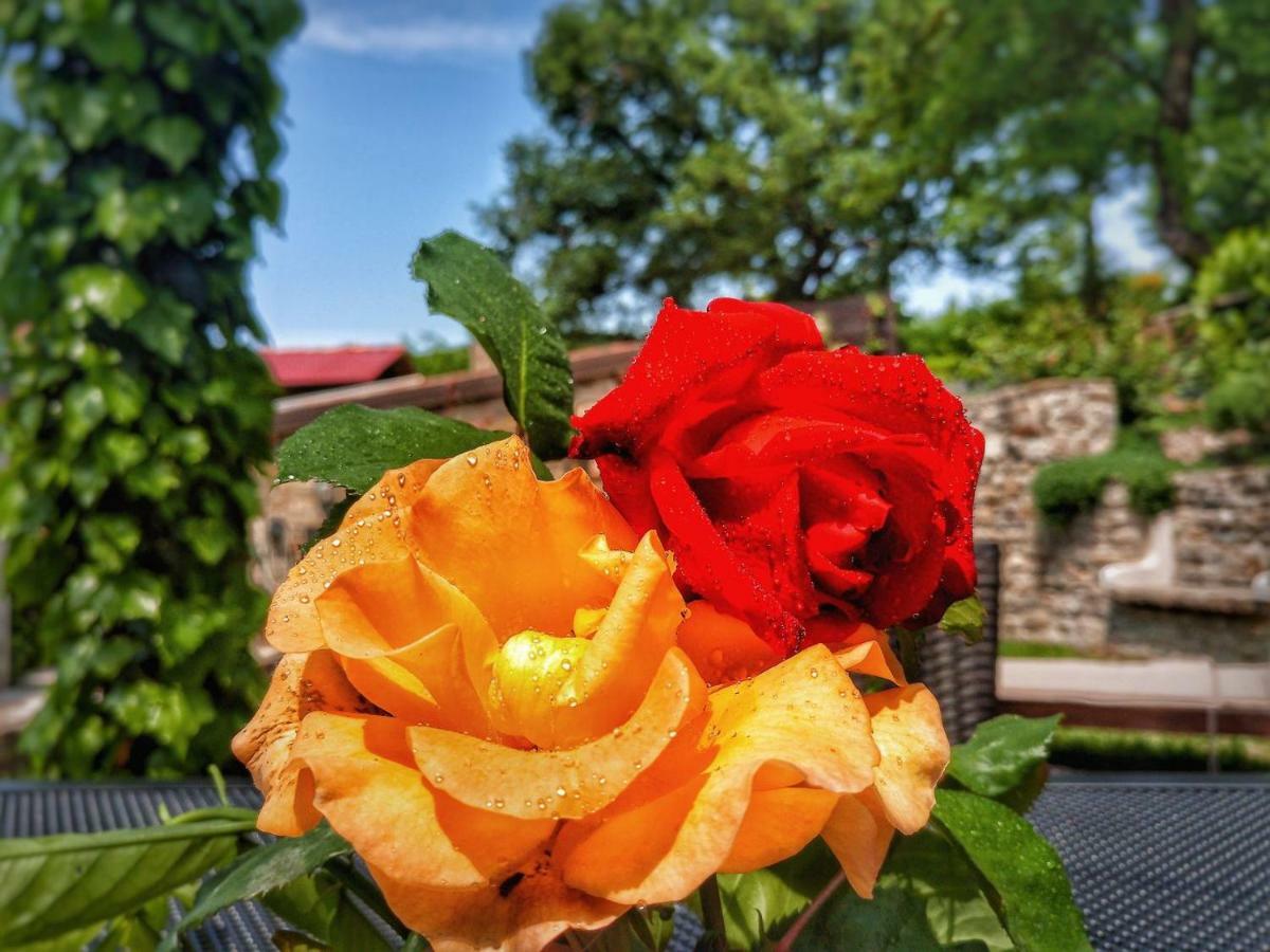 Al Merlo Olivo, Rural Istrian House Buje Εξωτερικό φωτογραφία